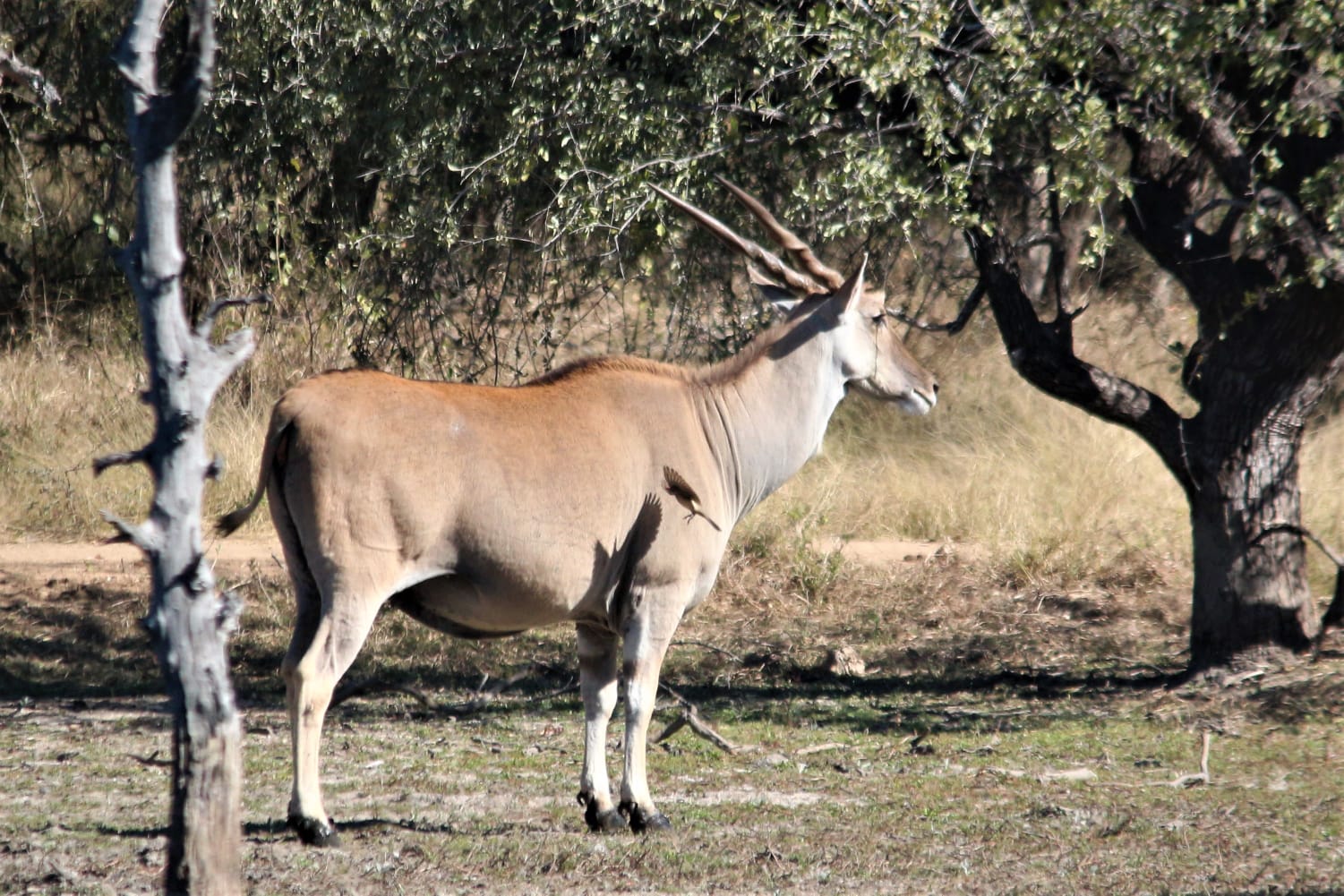 Elusive Eland spotted
