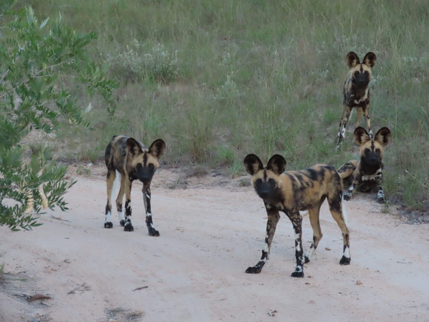 Wild dogs visiting